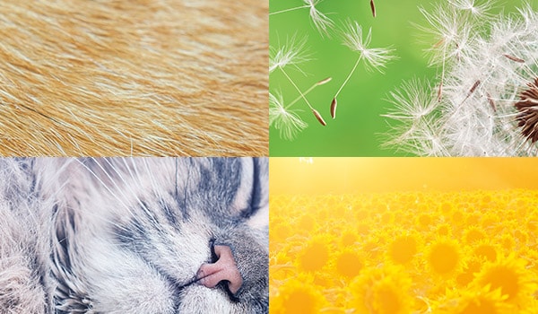 Try our Allergy product finder